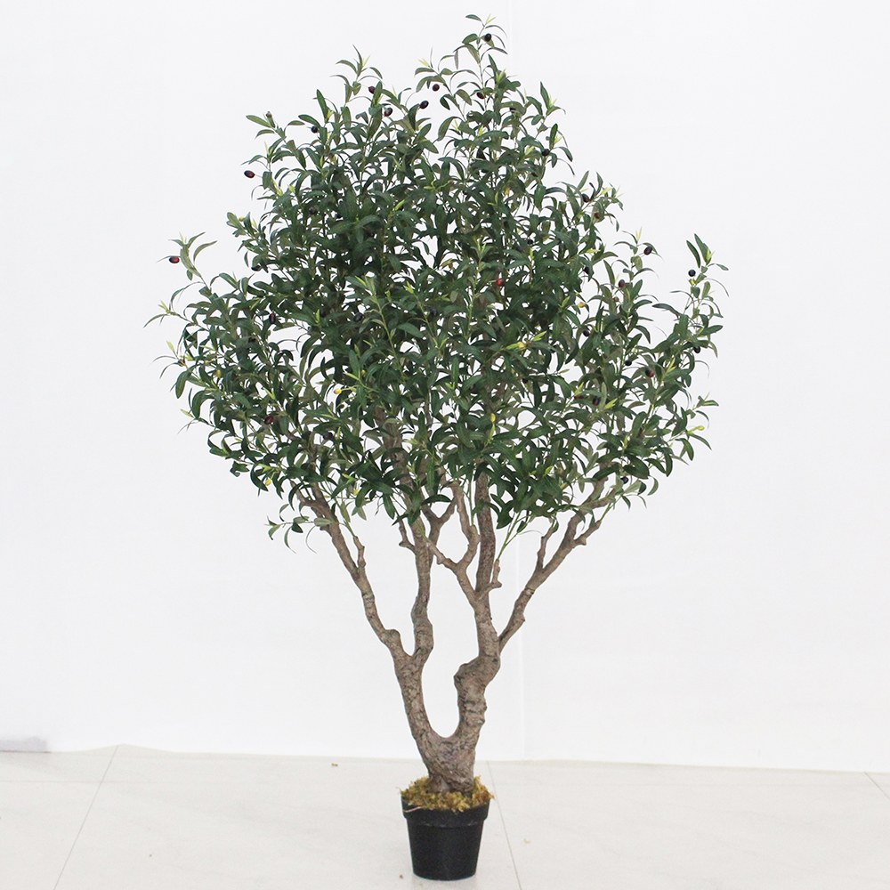 180cm olive tree