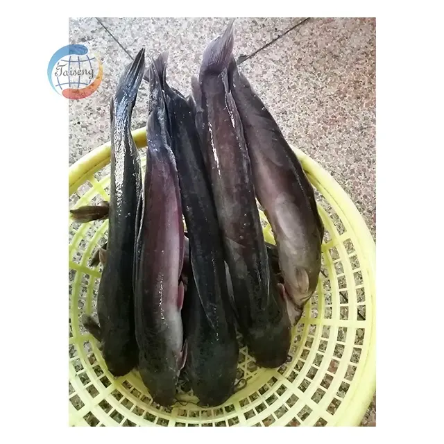 Phi đông lạnh cá tươi 1kg toàn bộ cá da trơn machoiron đóng hộp trang trại Bán buôn giá xuất khẩu nhập khẩu