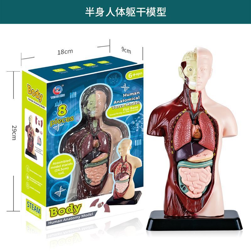 Modelo anatómico de medio cuerpo simulado de la serie del cuerpo humano txmr-027