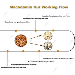 Industrial Automatic Macadamia Grading <strong>Sorting</strong> <strong>Machine</strong> Breaking Macadamia Nut Cracking <strong>Shelling</strong> Processing Equipment - Product Image 3