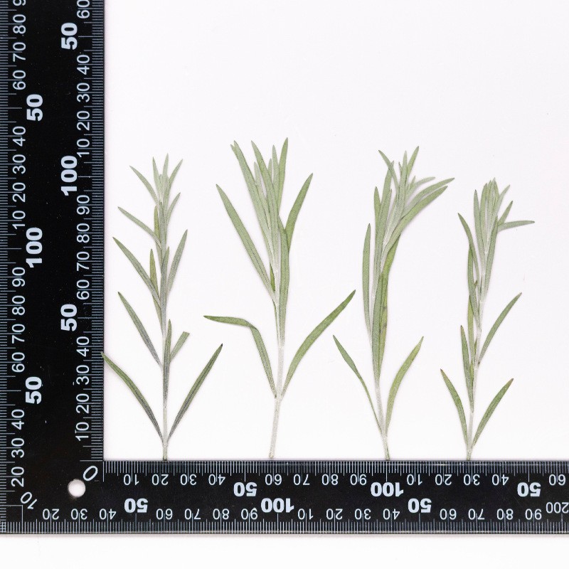 MH720 Liuyexinghe Blanc naturel