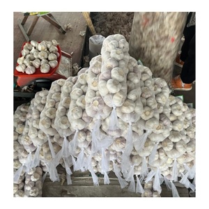 <span class=keywords><strong>2025</strong></span> thu hoạch sớm tỏi tươi 5.0-6.0cm cho thị trường bán buôn và các nhà bán lẻ - Product Image 2