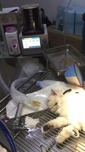 Máquina de anestesia veterinaria médica para mascotas con mango portátil Sistema DE SEGURIDAD DE fácil operación uso animal con CE - Product Image 3