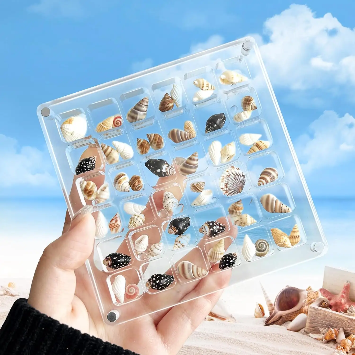 Akrilik manyetik Seashell ekran kutusu Seashell ekran kutusu Seashell saklama kutusu takı vitrini