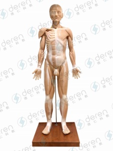 Modelo anatómico de silicona suave de alta simulación de 170cm de músculos del cuerpo humano y órganos internos para la ciencia médica - Product Image 2