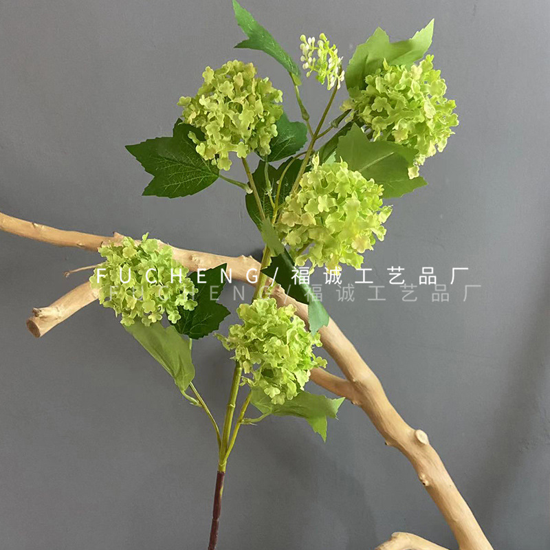 Hortensia boule de neige à 5 têtes