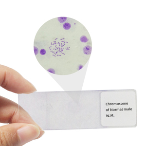 Normal insanın kromozomu. Slaytlar kadın erkek kromozom mikroskop genetik slaytlar DNA kromozomlar eğitim slaytlar - Product Image 3
