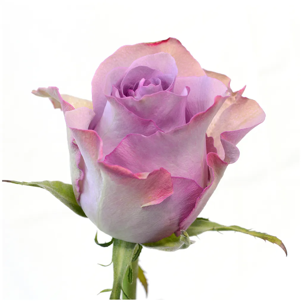 Premium Kenyan fiori freschi recisi usignolo viola pastello rosa grande testa 60cm all'ingrosso vendita al dettaglio di Rose fresche tagliate