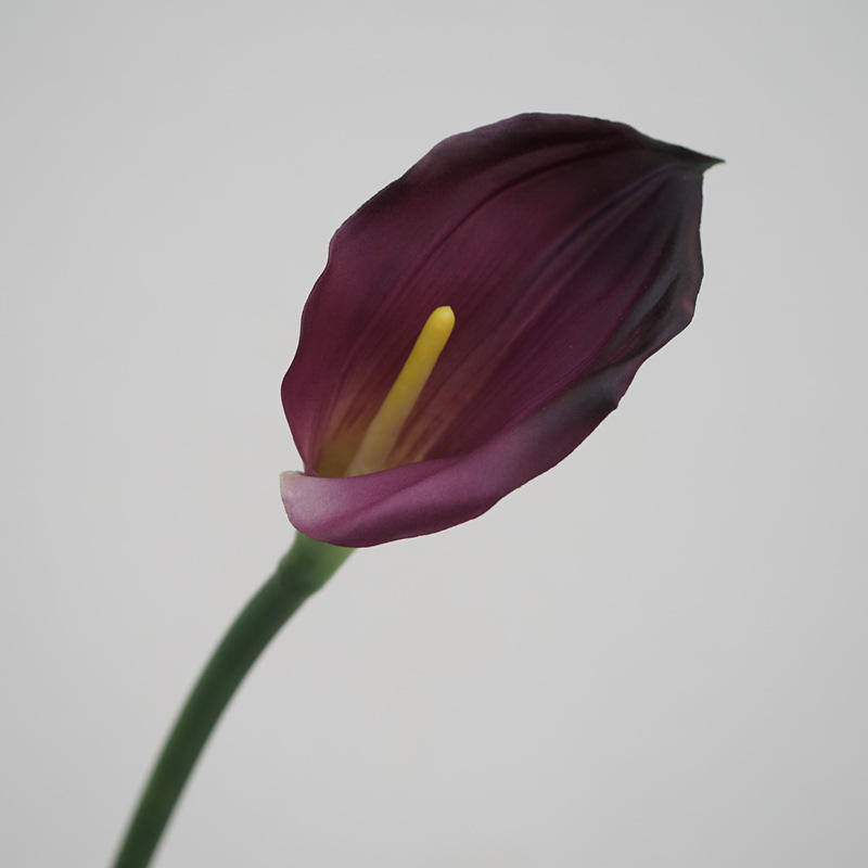 Single small calla lily-purple