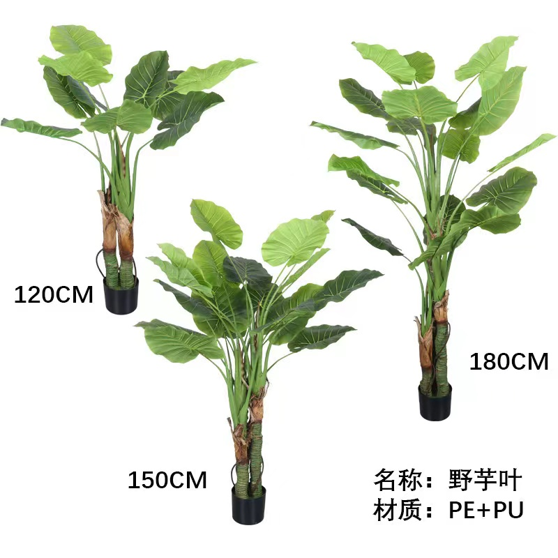 Hoja de taro silvestre de 120 cm/47,2 pulgadas
