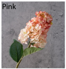 Rosa