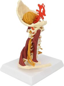 Servikal omurga modeli çıkarılabilir İnsan omurilik sinirleri modeli tıbbi üniversite öğretimi için anatomik Model - Product Image 3