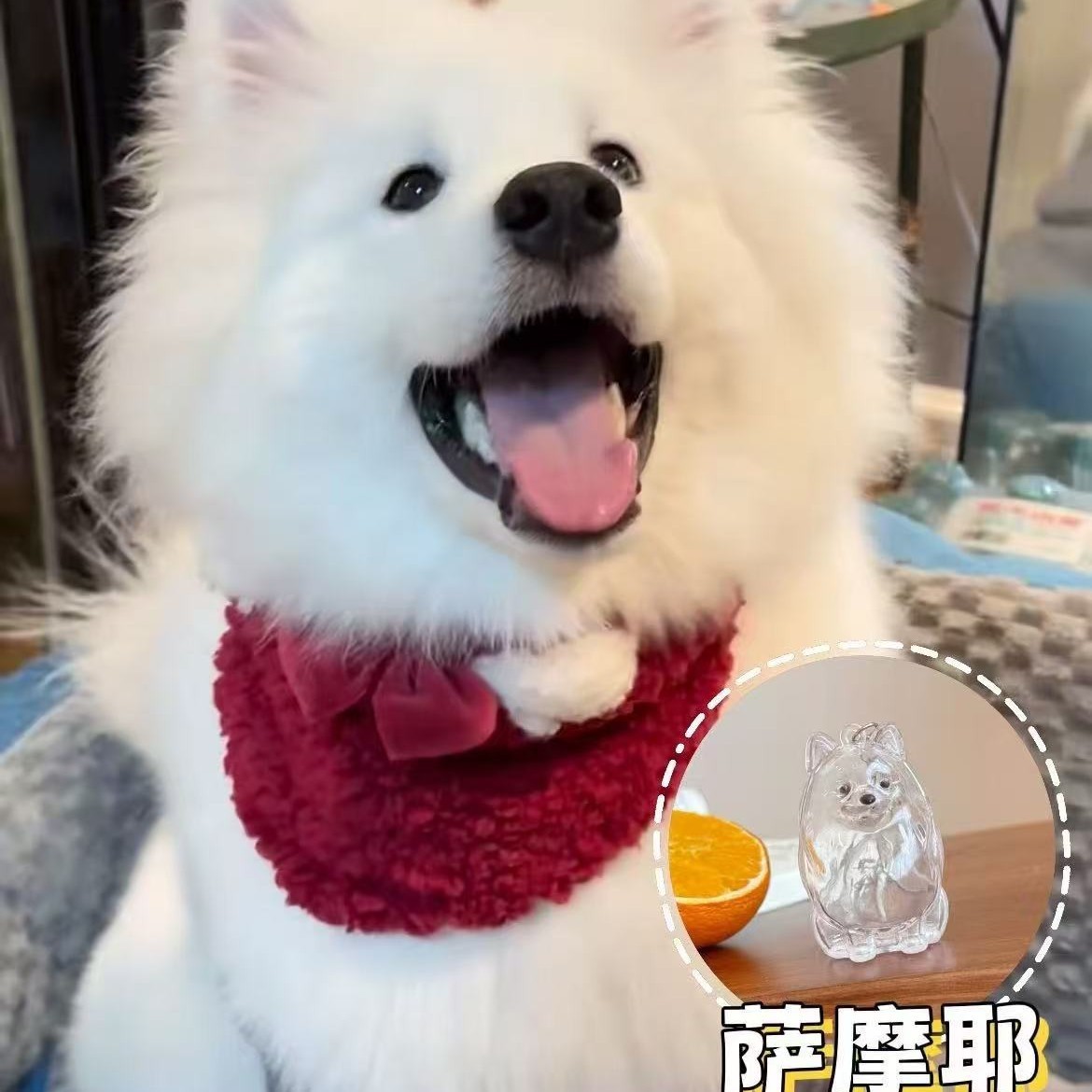 Aumentar sin mancha de samoyedo