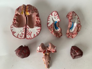 Farb codiertes Gehirn modell mit Arterien und Schädel nerven Anatomisches Lehrmittel für Neurologie und medizinische Kommunikation - Product Image 5
