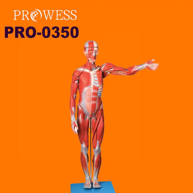Modelo de enseñanza y exhibición de arte, material plástico humano de medio cuerpo, 28 piezas, músculos de la vagina, modelo educativo de anatomía, PRO-0350, 170cm