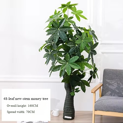 New Stem Money Tree (Without Pot)**
