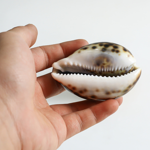 Yüksek kaliteli doğal kaplan Cowry kabukları beyaz Cowrie Shell - Product Image 3