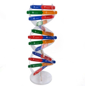 DNA kiti öz çift sarmal Model seti montaj DNA ekran standı çift sarmal modeli insan genleri eğitici oyuncak biyolojik öğretim - Product Image 5
