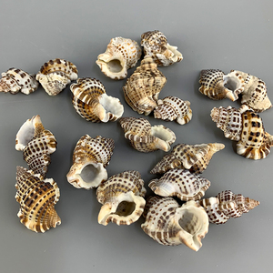 En iyi fiyat 2-4cm ham deniz kabuğu satılık doğal kabuklu stokta - Product Image 2