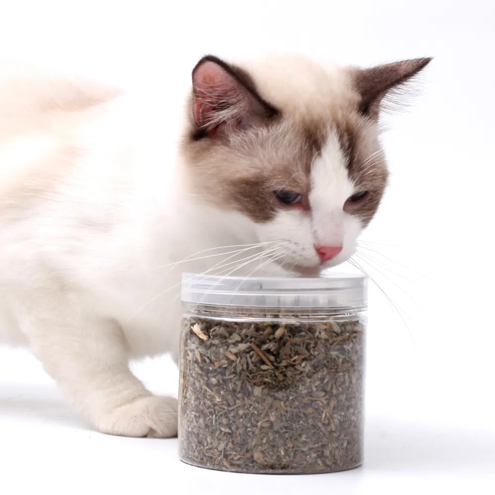 2024 Pet Factory fornecimento mais vendido natureza catnip brinquedo gato hortelã folhas secas trituradas catnip