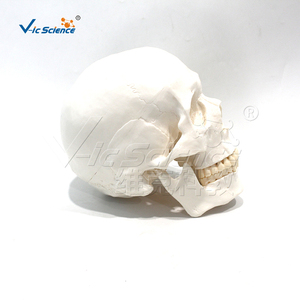 Edical eğitim modeli mankeni kafa gelişmiş anatomik için kafatası iskelet İnsan kafatası modeli kafatası modeli - Product Image 5