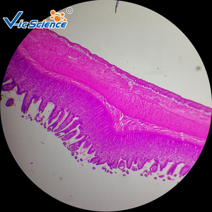 Động vật học kính hiển vi chuẩn bị Slide động vật mô học Slide Set sinh học Giun đất kính hiển vi Slide - Product Image 3