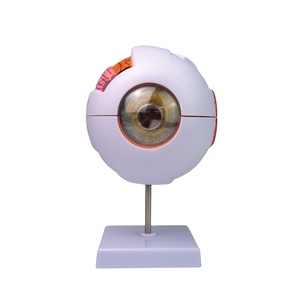İnsan gözü modeli 6x büyütülmüş göz küresi modeli, göz yapısı ve anatomisi model beyin - Product Image 1