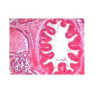 Mẫu vật kính hiển vi chuẩn bị Slide leech t. S. 25.4*76.2mm lý tưởng Slide cao hơn y tế ký sinh trùng chuẩn bị Slide - Product Image 3