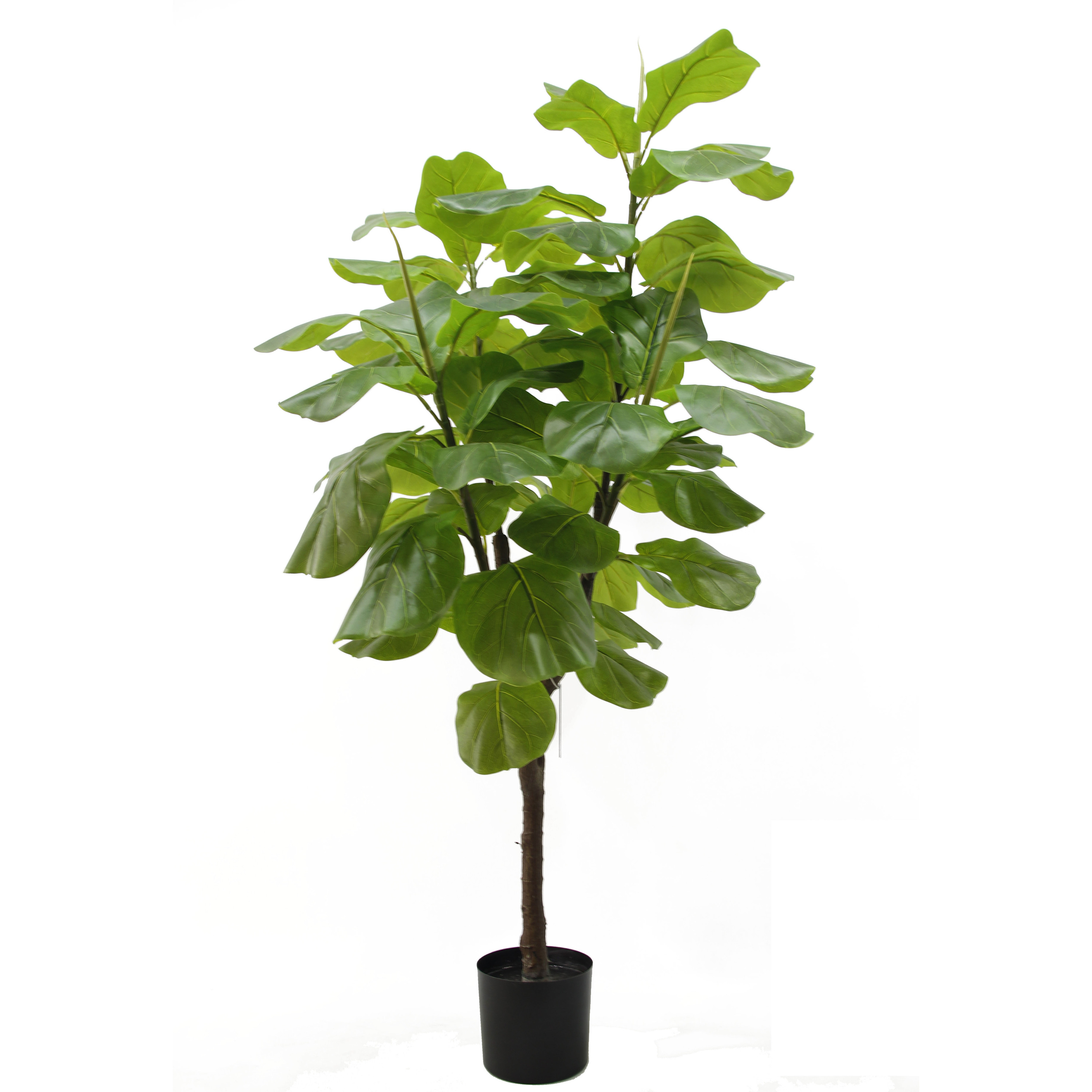 150 centimetri/Ficus lyrata