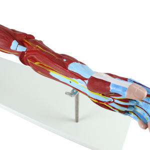 نموذج عضلات الذراع البشري التشريحية من 7 أجزاء مع الأوعية الرئيسية والعصابات - Product Image 5