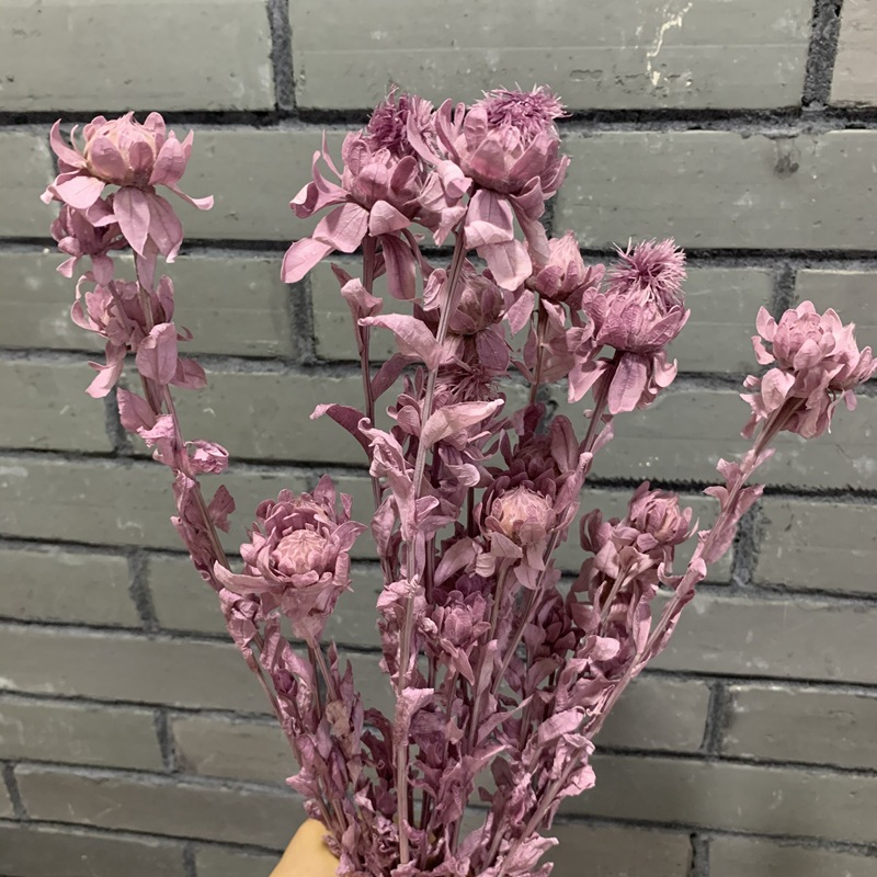 Pourpre