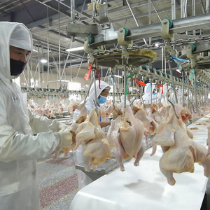 鶏販売のための家禽食肉処理場半工業用アバトワール