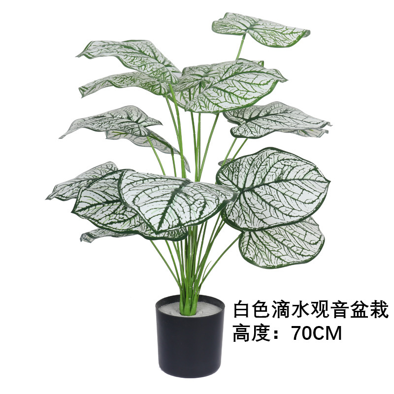 Bonsaï Alocasia macrorrhiza blanc, 70 cm