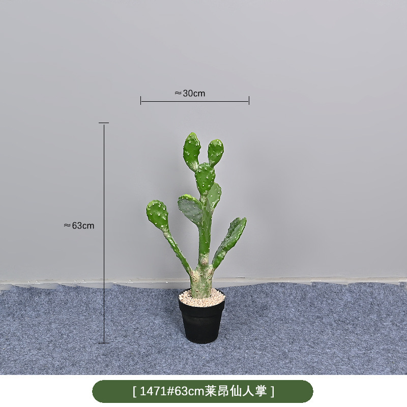 1471 #63cm cactus de leon
