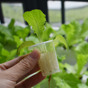 Hydroponic Cups <strong>Net</strong> <strong>Pots</strong> Cups with Self-Watering Capillary Water Slotted <strong>Mesh</strong> Black Mini Round <strong>Net</strong> <strong>Pot</strong> - Product Image 5