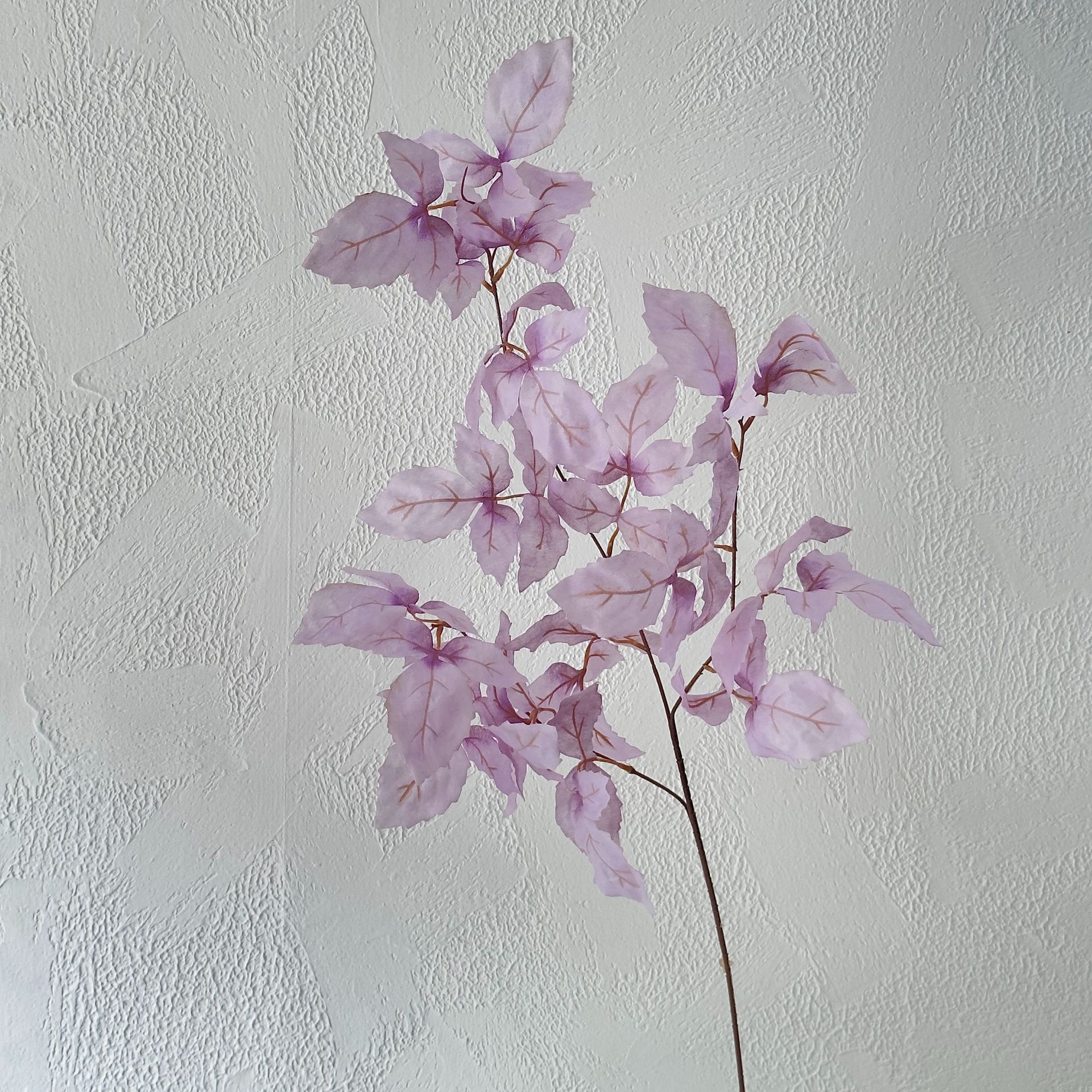 Viola-4