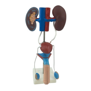 2025 yeni KRC insan erkek üriner modeli üriner sistemi modeli tıbbi öğretim gösteri insan anatomik böbrek modeli - Product Image 1