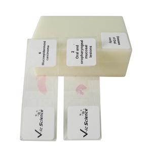 Lames d'histologie orale humaine Lames de dent d'histologie orale Ensemble de lames de microscope de pathologie humaine - Product Image 2
