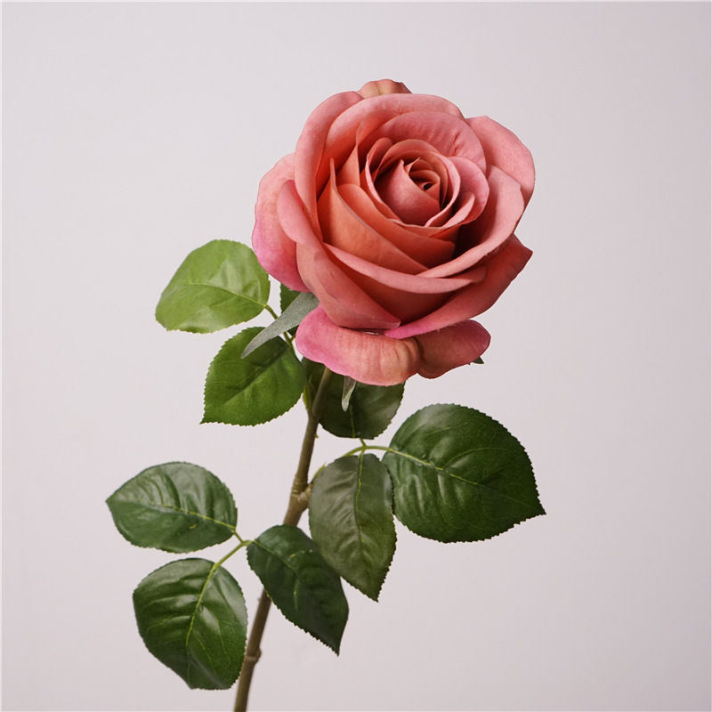 Automne venus-rose profond