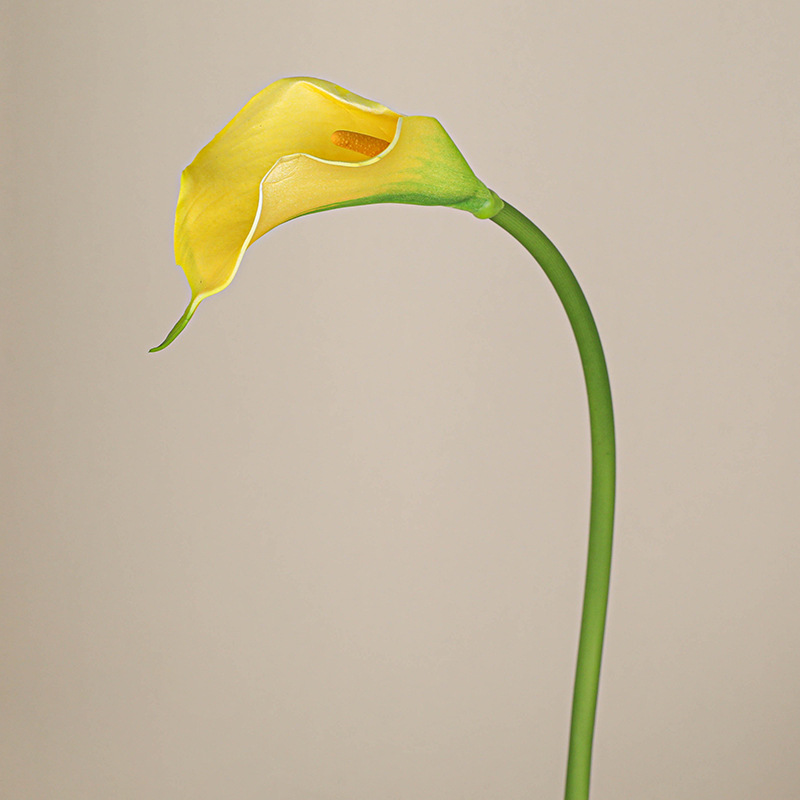 Jaune