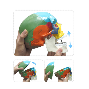 Life-Size <strong>3</strong>-Part Colorful <strong>Human</strong> Adult Head Anatomy Skull Model for Medical School Classes for Teaching Purpose - Product Image 4