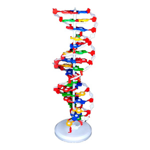 2025 nuevo modelo de ADN KRC/modelo biológico enseñanza médica modelo de estructura de ADN de doble hélice biológica - Product Image 1
