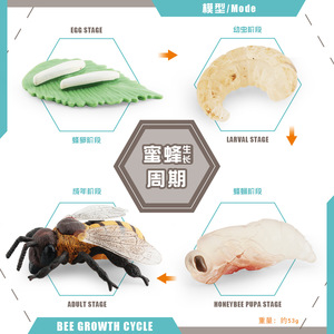 -昆虫動物成長サイクルモデルのシミュレーションヒル、セミ、ミツバチ、クモは科学的な教育装飾を処理します