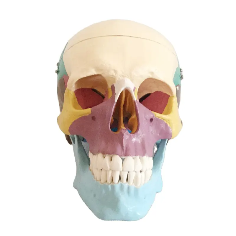 Обучающие ресурсы, медицинская научная красочная модель человеческого черепа натурального размера, ротовая полость с анатомической съемной фиксированной костью, модель