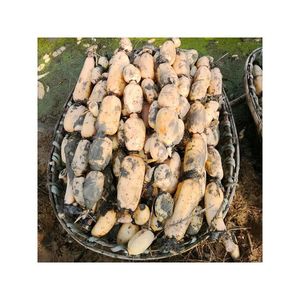 优质冷冻蔬菜易煮优质廉价中国新鲜莲藕 - Product Image 3