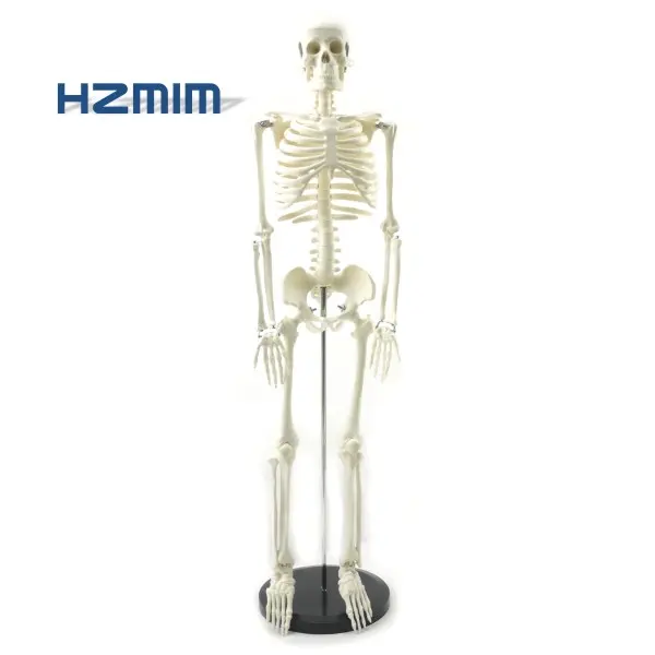 Modelo de esqueleto humano 85cm, modelo anatômico humano, modelo de esqueleto ensino