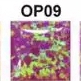 OP09