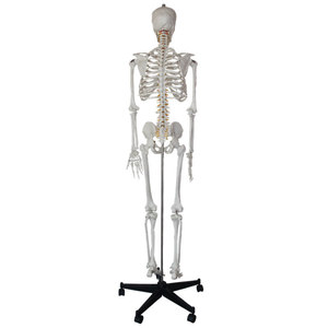 Standard Naturally Large Detachable Height 175cm <strong>Human</strong> Skeleton Model Material PVC - Product Image 2
