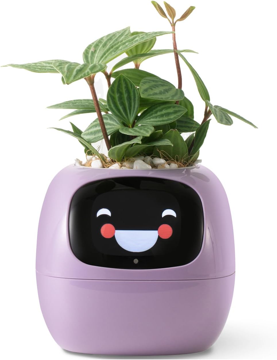 Pourpre