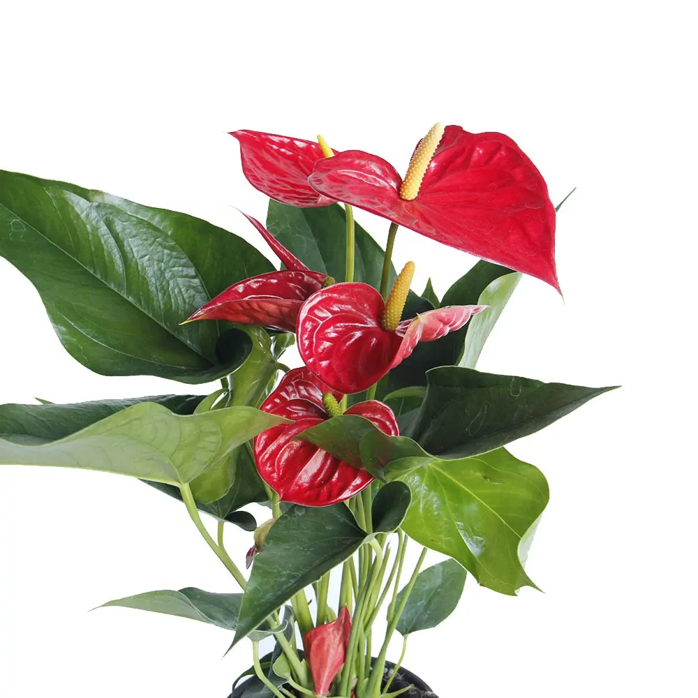 2022 Bunga Potong Segar Populer Anthurium Merah Pengaturan Rumah Upacara Dekorasi Pernikahan